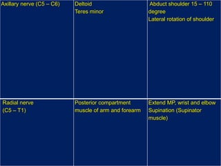 Axillary nerve (C5 – C6) Deltoid
Teres minor
Abduct shoulder 15 – 110
degree
Lateral rotation of shoulder
Radial nerve
(C5 – T1)
Posterior compartment
muscle of arm and forearm
Extend MP, wrist and elbow
Supination (Supinator
muscle)
 