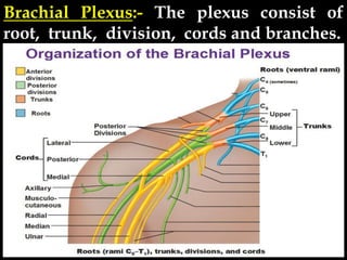 Brachial Plexus:- The plexus consist of
root, trunk, division, cords and branches.
 