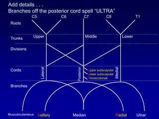 Add details . . .
Branches off the posterior cord spell “ULTRA”
Axillary Radial
C5 C6 C7 C8 T1
Roots
Trunks
Divisions
Cords
Branches
Upper Middle Lower
Musculocutaneous Median Ulnar
Lateral
Posterior
Medial
Upper subscapular
Lower subscapular
Thoracodorsal
SLOWSLOW
 