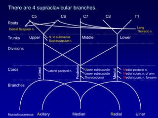 There are 4 supraclavicular branches.
Axillary Radial
Roots
Trunks
Divisions
Cords
Branches
C5 C6 C7 C8 T1
Upper Middle Lower
Musculocutaneous Median Ulnar
Lateral
Posterior
Medial
Upper subscapular
Lower subscapular
Thoracodorsal
Medial pectoral n.
Medial cutan. n. of arm
Medial cutan. n. forearm
Lateral pectoral n.
Dorsal Scapular n.
N. to subclavius
Suprascapular n.
Long
Thoracic n.
SLOW
 