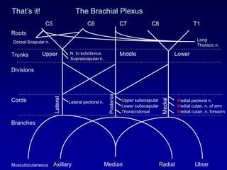 That’s it! The Brachial Plexus
Axillary Radial
Roots
Trunks
Divisions
Cords
Branches
C5 C6 C7 C8 T1
Upper Middle Lower
Musculocutaneous Median Ulnar
Lateral
Posterior
Medial
Upper subscapular
Lower subscapular
Thoracodorsal
Medial pectoral n.
Medial cutan. n. of arm
Medial cutan. n. forearm
Lateral pectoral n.
Dorsal Scapular n.
N. to subclavius
Suprascapular n.
Long
Thoracic n.
 