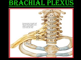 Brachial Plexus
 