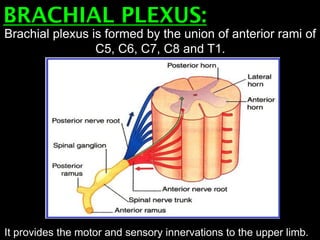 BRACHIAL PLEXUS:
Brachial plexus is formed by the union of anterior rami of
C5, C6, C7, C8 and T1.
It provides the motor and sensory innervations to the upper limb.
 