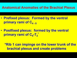 Anatomical Anomalies of the Brachial Plexus
• Prefixed plexus: Formed by the ventral
primary rami of C4 - 8
• Postfixed plexus: formed by the ventral
primary rami of C6-T2
*
*Rib 1 can impinge on the lower trunk of the
brachial plexus and create problems
 