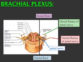 Dorsal Root
Ventral Root
spinal nerve
Dorsal Ramus of
spinal nerve
Ventral Ramus
of spinal nerve
BRACHIAL PLEXUS:
 