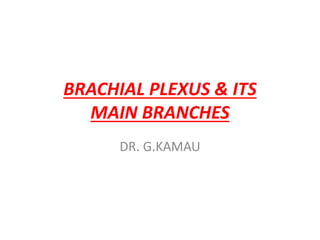 BRACHIAL PLEXUS & ITS
MAIN BRANCHES
DR. G.KAMAU
 