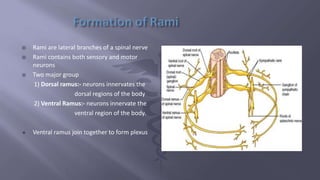 Brachial plexus | PPTX