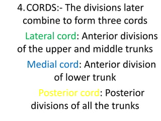 4.CORDS:- The divisions later
combine to form three cords
Lateral cord: Anterior divisions
of the upper and middle trunks
Medial cord: Anterior division
of lower trunk
Posterior cord: Posterior
divisions of all the trunks
 