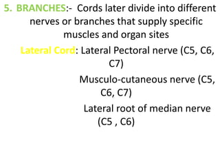 5. BRANCHES:- Cords later divide into different
nerves or branches that supply specific
muscles and organ sites
Lateral Cord: Lateral Pectoral nerve (C5, C6,
C7)
Musculo-cutaneous nerve (C5,
C6, C7)
Lateral root of median nerve
(C5 , C6)
 