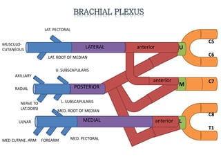 C5
C6
C7
C8
T1
U
M
Lanterior
anterior
LAT. PECTORAL
MED. PECTORAL
MUSCULO-
CUTANEOUS
LAT. ROOT OF MEDIAN
MED. ROOT OF MEDIAN
ULNAR
MED CUTANE. ARM FOREARM
U. SUBSCAPULARIS
RADIAL
L. SUBSCAPULARIS
AXILLARY
NERVE TO
LAT.DORSI
LATERAL
POSTERIOR
MEDIAL
anterior
 
