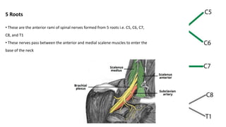 Root Plexus Brachial plexus | PPT