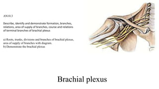 Brachial plexus
AN10.3
Describe, identify and demonstrate formation, branches,
relations, area of supply of branches, course and relations
of terminal branches of brachial plexus
a) Roots, trunks, divisions and branches of brachial plexus,
area of supply of branches with diagram.
b) Demonstrate the brachial plexus
 