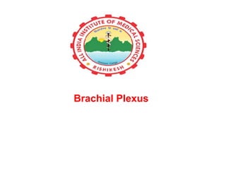 Brachial Plexus
 
