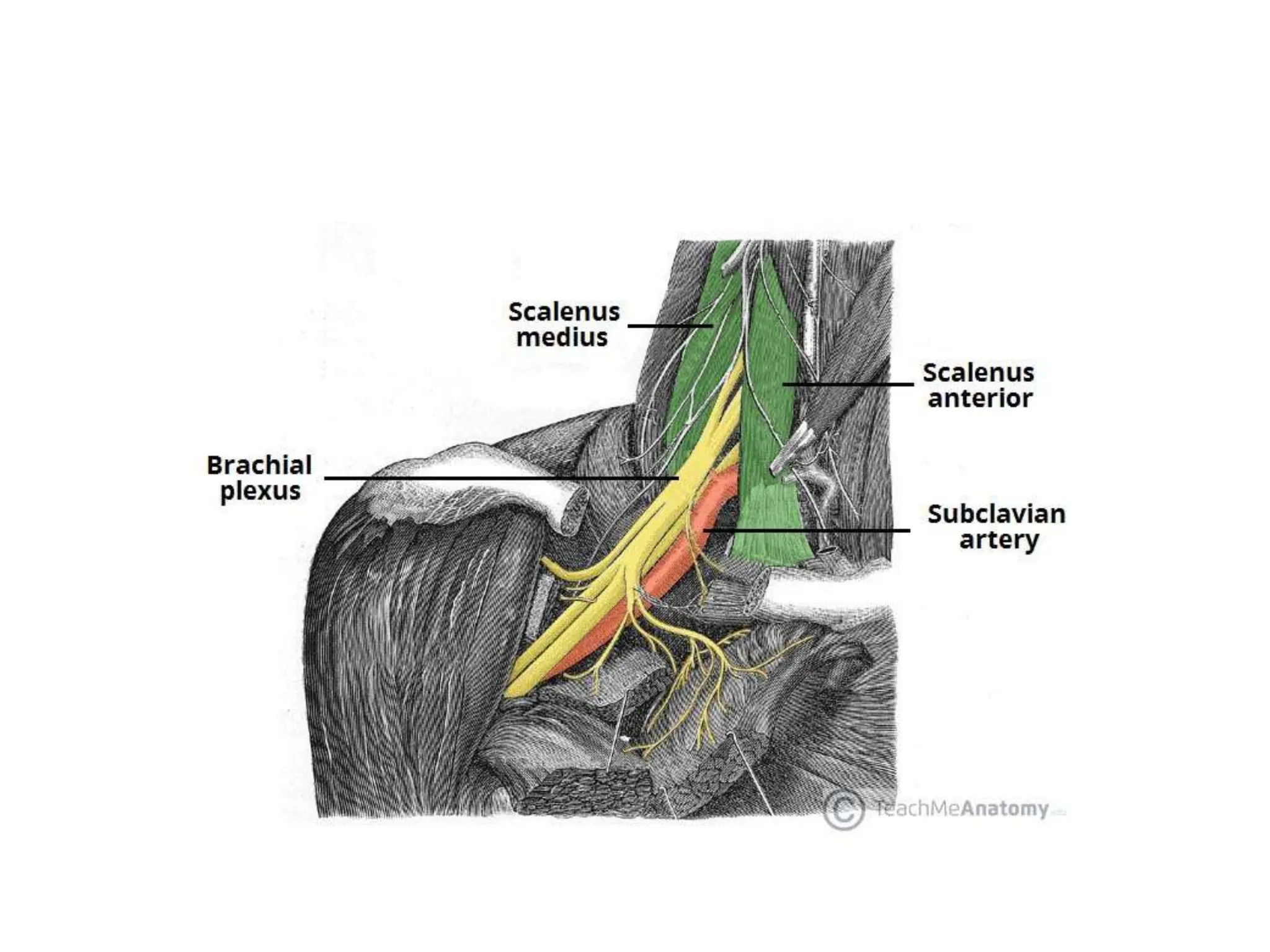 BRACHIAL PLEXUS (Upper Limb innervation).pptx