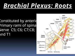 Root Plexus Brachial plexus.pptx it has completed introduction of brachial plexus ...