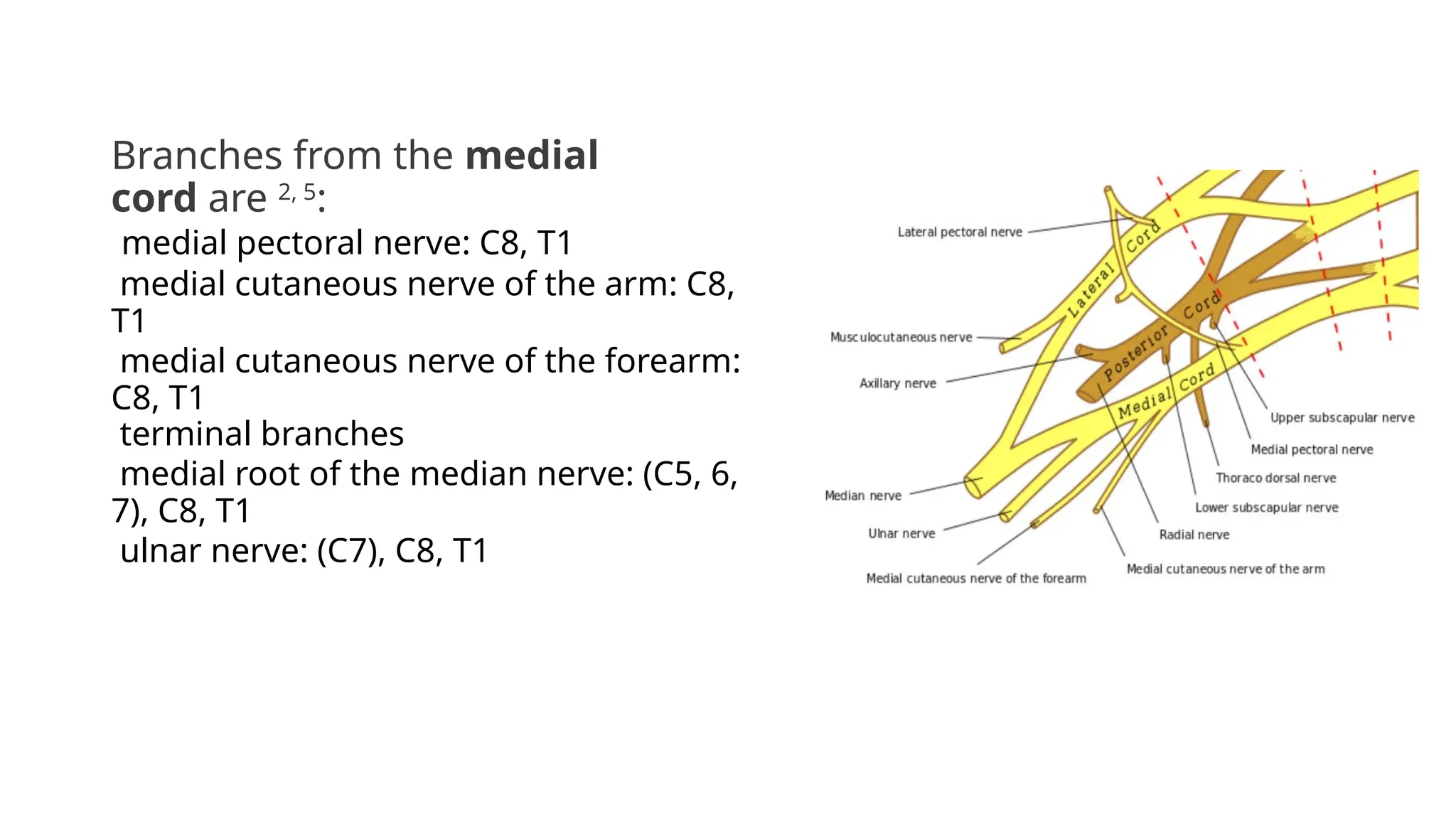 Branches from the medial
cord are 2, 5
:
medial pectoral nerve: C8, T1
medial cutaneous nerve of the arm: C8,
T1
medial cutaneous nerve of the forearm:
C8, T1
terminal branches
medial root of the median nerve: (C5, 6,
7), C8, T1
ulnar nerve: (C7), C8, T1
 