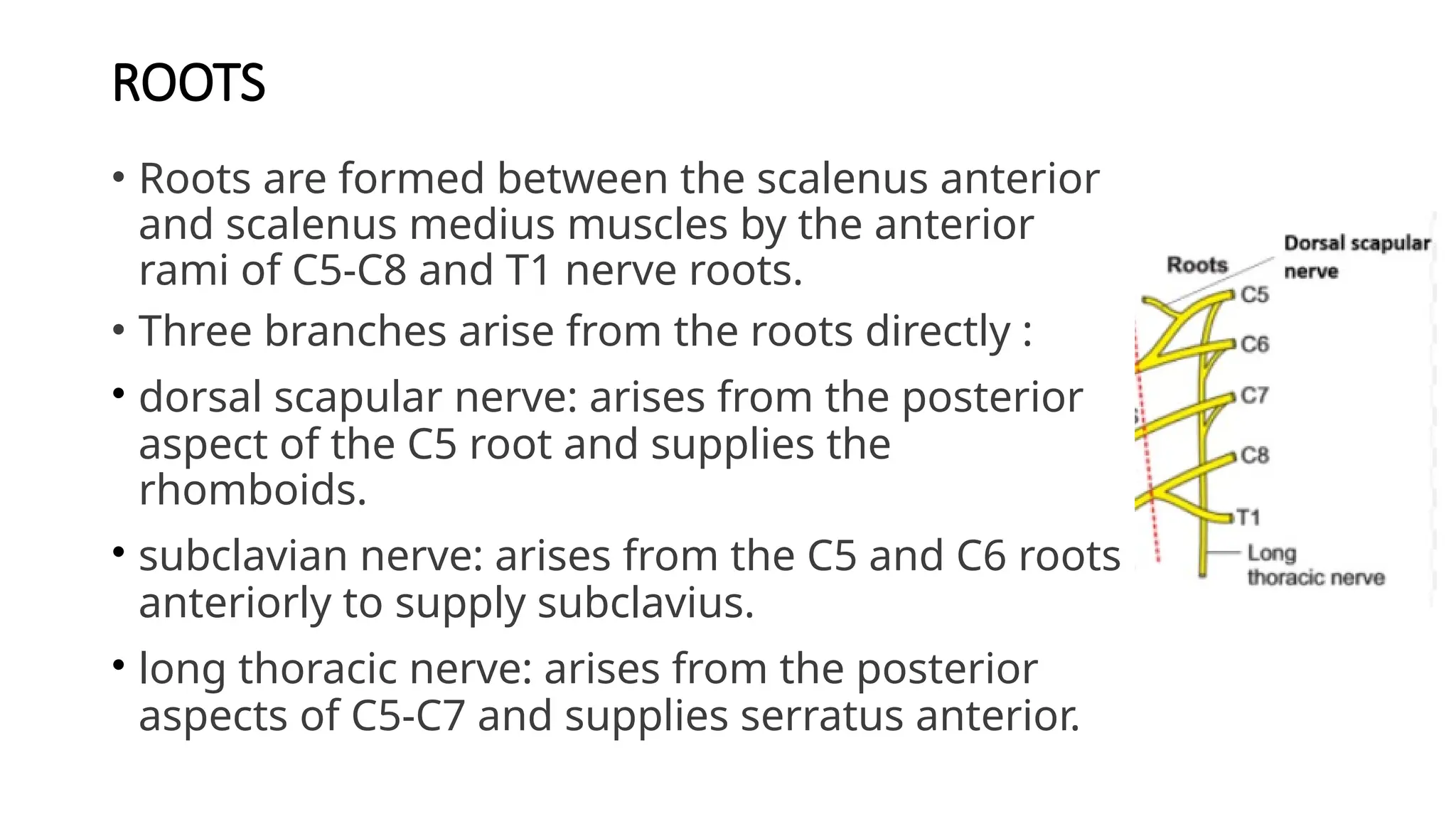 ROOTS
• Roots are formed between the scalenus anterior
and scalenus medius muscles by the anterior
rami of C5-C8 and T1 nerve roots.
• Three branches arise from the roots directly :
• dorsal scapular nerve: arises from the posterior
aspect of the C5 root and supplies the
rhomboids.
• subclavian nerve: arises from the C5 and C6 roots
anteriorly to supply subclavius.
• long thoracic nerve: arises from the posterior
aspects of C5-C7 and supplies serratus anterior.
 