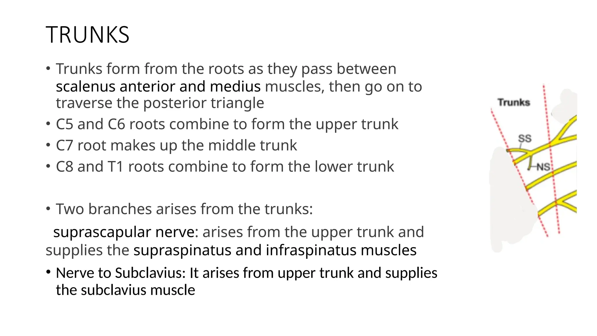 TRUNKS
• Trunks form from the roots as they pass between
scalenus anterior and medius muscles, then go on to
traverse the posterior triangle
• C5 and C6 roots combine to form the upper trunk
• C7 root makes up the middle trunk
• C8 and T1 roots combine to form the lower trunk
• Two branches arises from the trunks:
suprascapular nerve: arises from the upper trunk and
supplies the supraspinatus and infraspinatus muscles
• Nerve to Subclavius: It arises from upper trunk and supplies
the subclavius muscle
 