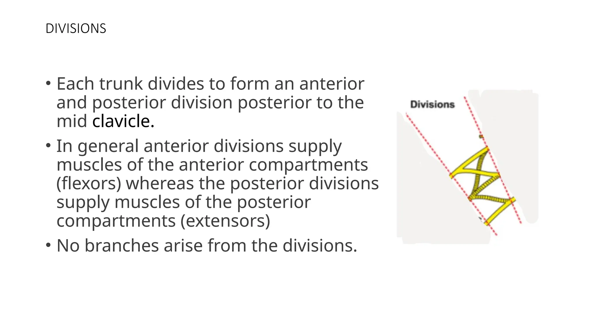 DIVISIONS
• Each trunk divides to form an anterior
and posterior division posterior to the
mid clavicle.
• In general anterior divisions supply
muscles of the anterior compartments
(flexors) whereas the posterior divisions
supply muscles of the posterior
compartments (extensors)
• No branches arise from the divisions.
 