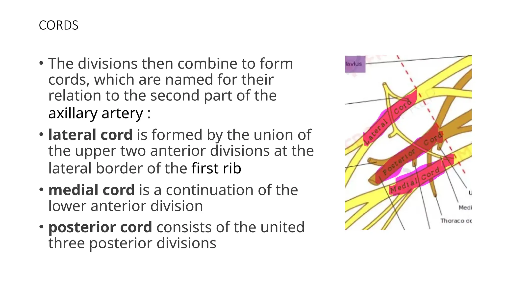 CORDS
• The divisions then combine to form
cords, which are named for their
relation to the second part of the
axillary artery :
• lateral cord is formed by the union of
the upper two anterior divisions at the
lateral border of the first rib
• medial cord is a continuation of the
lower anterior division
• posterior cord consists of the united
three posterior divisions
 