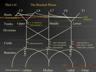 Brachial plexus - Made so Easy