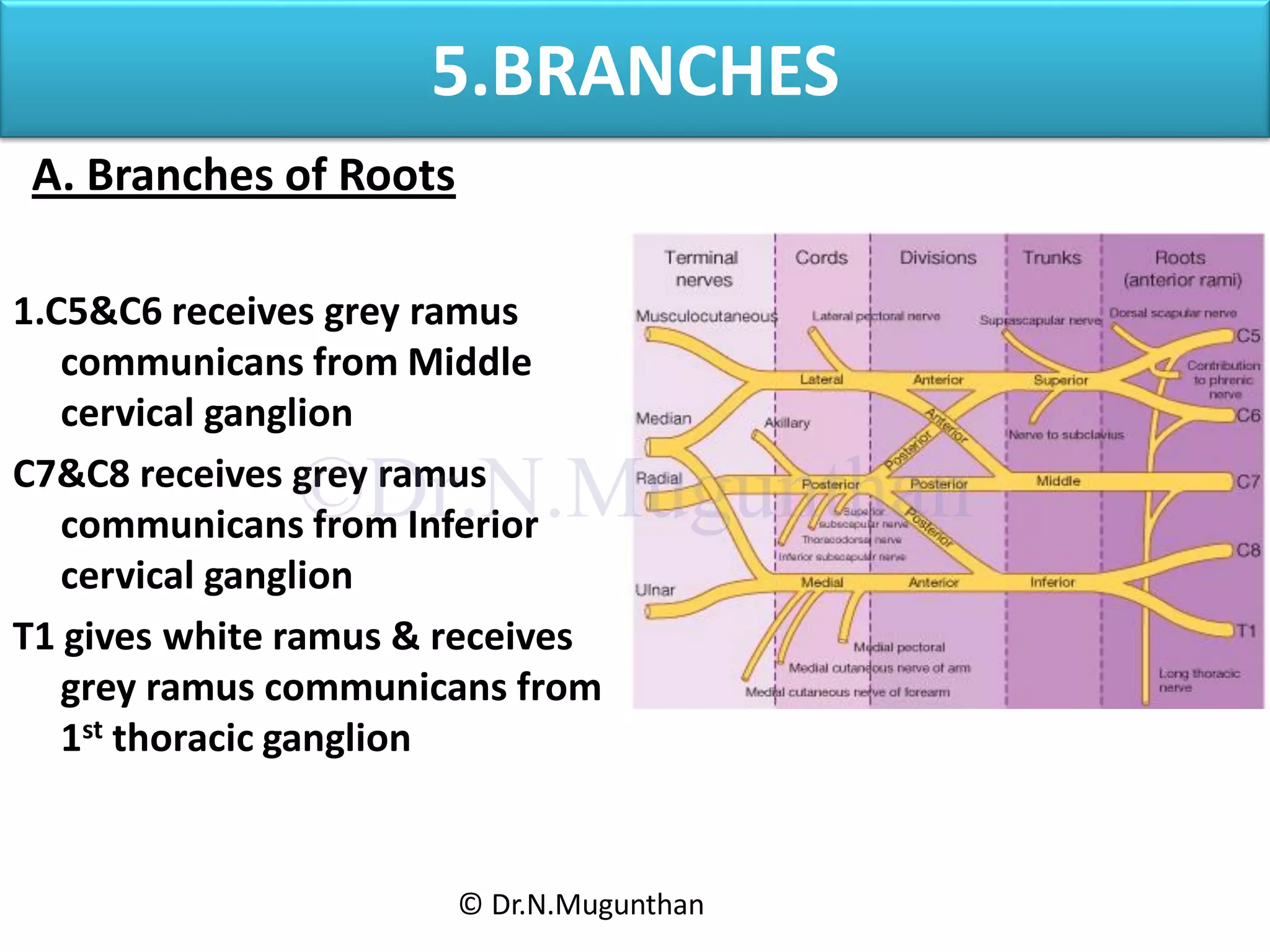 Understanding Roots And Ramus Examples Brachial plexus Dr.N.Mugunthan | PDF