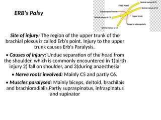 Fall Plexus Event Brachial plexus anatomy presentation ppt | PPTX