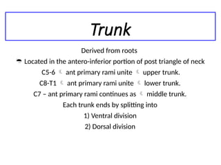 Brachial plexus anatomy presentation ppt | PPTX