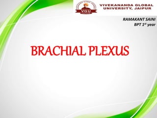 BRACHIAL PLEXUS
RAMAKANT SAINI
BPT 1st year
 