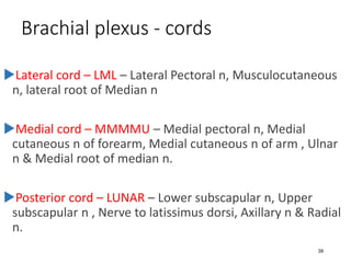 brachial_plexus (1).pdf