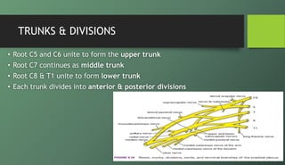Brachial plexus (amir) | PPTX