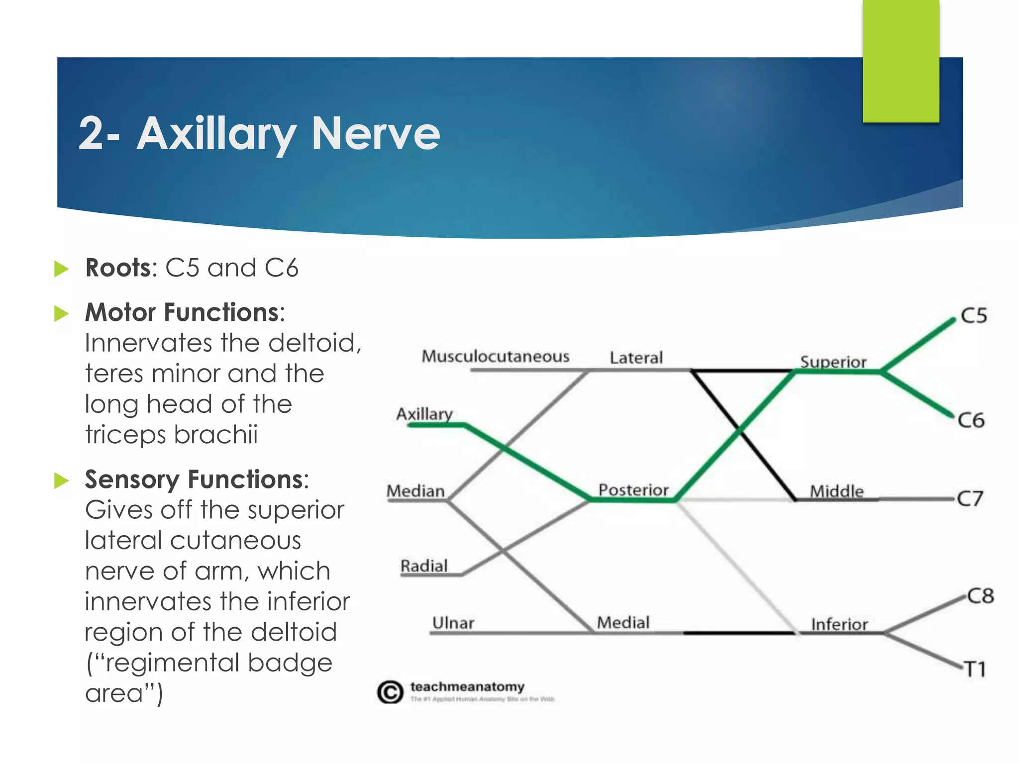 2- Axillary Nerve 
 Roots: C5 and C6 
 Motor Functions: 
Innervates the deltoid, 
teres minor and the 
long head of the 
triceps brachii 
 Sensory Functions: 
Gives off the superior 
lateral cutaneous 
nerve of arm, which 
innervates the inferior 
region of the deltoid 
(“regimental badge 
area”) 
 