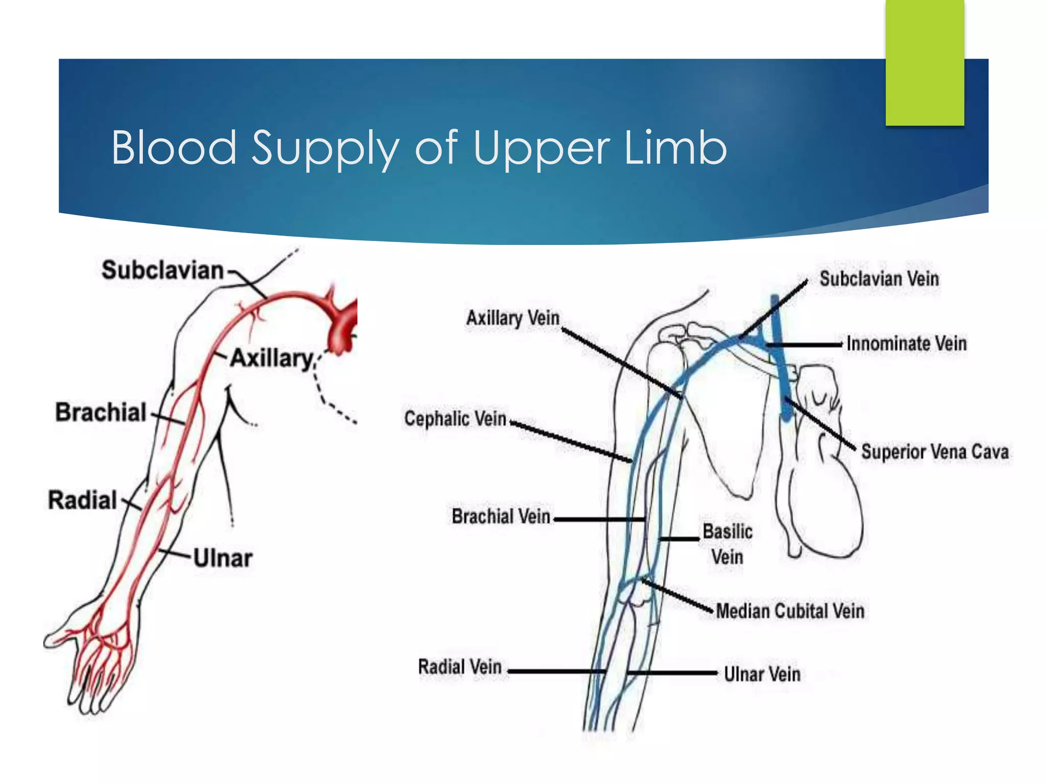Blood Supply of Upper Limb 
 