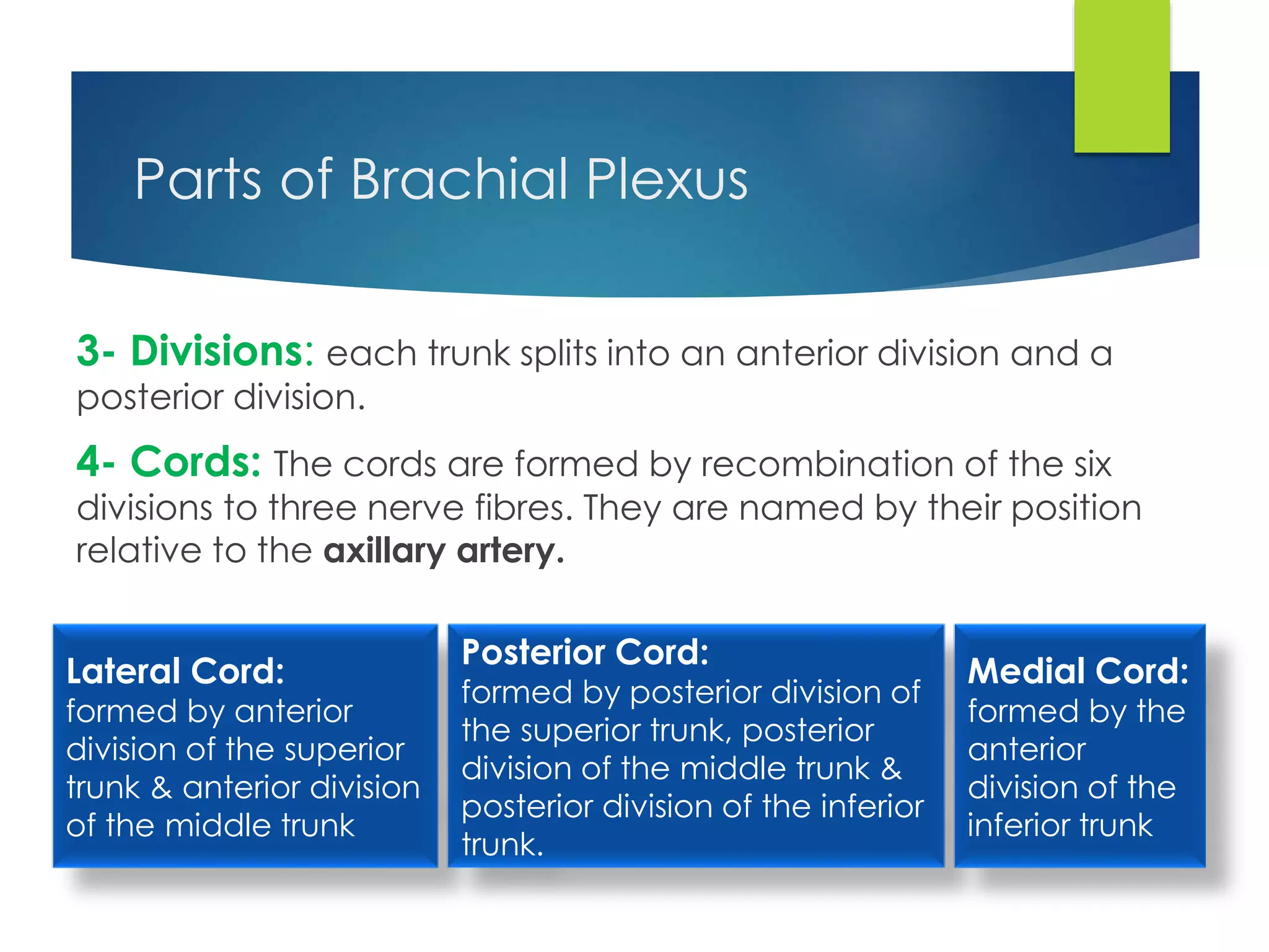 Parts of Brachial Plexus 
3- Divisions: each trunk splits into an anterior division and a 
posterior division. 
4- Cords: The cords are formed by recombination of the six 
divisions to three nerve fibres. They are named by their position 
relative to the axillary artery. 
Lateral Cord: 
formed by anterior 
division of the superior 
trunk & anterior division 
of the middle trunk 
Posterior Cord: 
formed by posterior division of 
the superior trunk, posterior 
division of the middle trunk & 
posterior division of the inferior 
trunk. 
Medial Cord: 
formed by the 
anterior 
division of the 
inferior trunk 
 