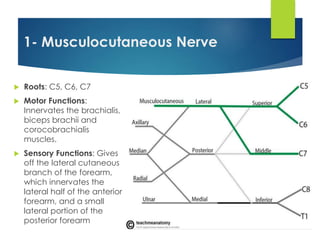 1- Musculocutaneous Nerve 
 Roots: C5, C6, C7 
 Motor Functions: 
Innervates the brachialis, 
biceps brachii and 
corocobrachialis 
muscles. 
 Sensory Functions: Gives 
off the lateral cutaneous 
branch of the forearm, 
which innervates the 
lateral half of the anterior 
forearm, and a small 
lateral portion of the 
posterior forearm 
 