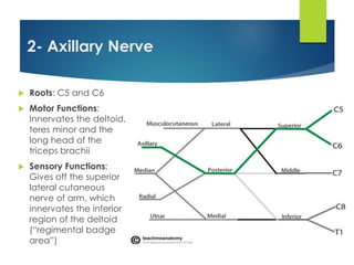 2- Axillary Nerve 
 Roots: C5 and C6 
 Motor Functions: 
Innervates the deltoid, 
teres minor and the 
long head of the 
triceps brachii 
 Sensory Functions: 
Gives off the superior 
lateral cutaneous 
nerve of arm, which 
innervates the inferior 
region of the deltoid 
(“regimental badge 
area”) 
 