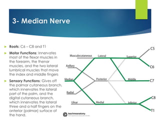 3- Median Nerve 
 Roots: C6 – C8 and T1 
 Motor Functions: Innervates 
most of the flexor muscles in 
the forearm, the thenar 
muscles, and the two lateral 
lumbrical muscles that move 
the index and middle fingers 
 Sensory Functions: Gives off 
the palmar cutaneous branch, 
which innervates the lateral 
part of the palm, and the 
digital cutaneous branch, 
which innervates the lateral 
three and a half fingers on the 
anterior (palmar) surface of 
the hand. 
 
