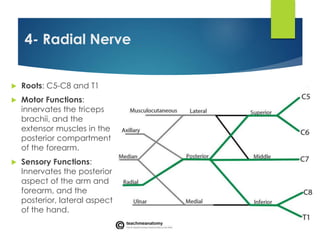 4- Radial Nerve 
 Roots: C5-C8 and T1 
 Motor Functions: 
innervates the triceps 
brachii, and the 
extensor muscles in the 
posterior compartment 
of the forearm. 
 Sensory Functions: 
Innervates the posterior 
aspect of the arm and 
forearm, and the 
posterior, lateral aspect 
of the hand. 
 