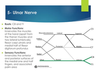 5- Ulnar Nerve 
 Roots: C8 and T1 
 Motor Functions: 
Innervates the muscles 
of the hand (apart from 
the thenar muscles and 
two lateral lumbricals), 
flexor carpi ulnaris and 
medial half of flexor 
digitorum profundus 
 Sensory Functions: 
Innervates the anterior 
and posterior surfaces of 
the medial one and half 
fingers, and associated 
palm area 
 