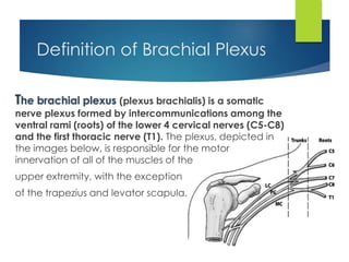 Definition of Brachial Plexus 
The brachial plexus (plexus brachialis) is a somatic 
nerve plexus formed by intercommunications among the 
ventral rami (roots) of the lower 4 cervical nerves (C5-C8) 
and the first thoracic nerve (T1). The plexus, depicted in 
the images below, is responsible for the motor 
innervation of all of the muscles of the 
upper extremity, with the exception 
of the trapezius and levator scapula. 
 