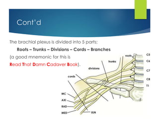 Cont’d 
The brachial plexus is divided into 5 parts; 
Roots – Trunks – Divisions – Cords – Branches 
(a good mnemonic for this is 
Read That Damn Cadaver Book). 
 