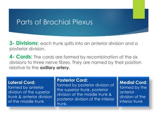 Parts of Brachial Plexus 
3- Divisions: each trunk splits into an anterior division and a 
posterior division. 
4- Cords: The cords are formed by recombination of the six 
divisions to three nerve fibres. They are named by their position 
relative to the axillary artery. 
Lateral Cord: 
formed by anterior 
division of the superior 
trunk & anterior division 
of the middle trunk 
Posterior Cord: 
formed by posterior division of 
the superior trunk, posterior 
division of the middle trunk & 
posterior division of the inferior 
trunk. 
Medial Cord: 
formed by the 
anterior 
division of the 
inferior trunk 
 