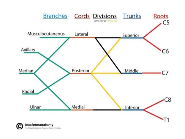 brachial plexus nerves