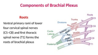 Root Plexus Brachial Plexus and Applied Anatomy.pptx