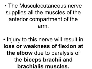 • The Musculocutaneous nerve
supplies all the muscles of the
anterior compartment of the
arm.
• Injury to this nerve will result in
loss or weakness of flexion at
the elbow due to paralysis of
the biceps brachii and
brachialis muscles.
 
