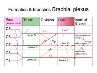 Formation & branches Brachial plexus
Root
(ventral rami)
Trunk Division Cord terminal
Branch
C5.
C6. Lat root of median
nerve
C7. Median nerve
C8. Med root of
median nerve
T1.
Upper.Tr.
Middle.Tr.
Lower.Tr.
a.d.
a.d.
Lat.C.
Medial C.
p.d. Post.C.
 