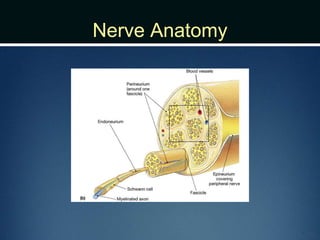 Nerve Anatomy
 