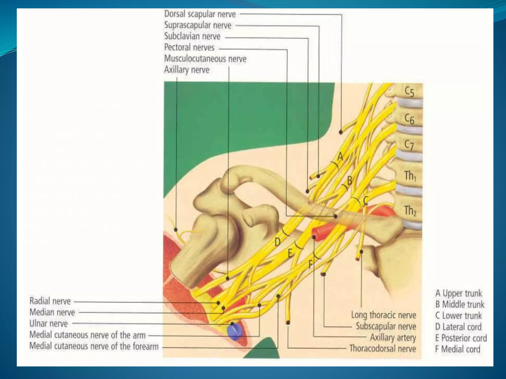 The trunks divide
behind
the clavicle into
anterior
and posterior divisions,
which separate the
innervation of the
ventral and dorsal
halves of the upper
limb.
 
