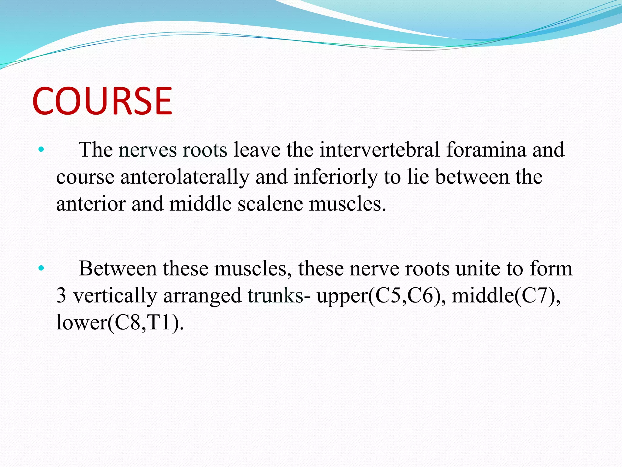 COURSE
• The nerves roots leave the intervertebral foramina and
course anterolaterally and inferiorly to lie between the
anterior and middle scalene muscles.
• Between these muscles, these nerve roots unite to form
3 vertically arranged trunks- upper(C5,C6), middle(C7),
lower(C8,T1).
 