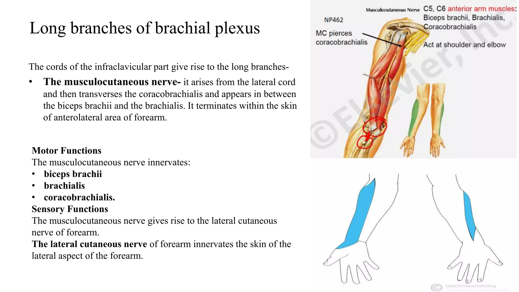 Long branches of brachial plexus
The cords of the infraclavicular part give rise to the long branches-
• The musculocutaneous nerve- it arises from the lateral cord
and then transverses the coracobrachialis and appears in between
the biceps brachii and the brachialis. It terminates within the skin
of anterolateral area of forearm.
Motor Functions
The musculocutaneous nerve innervates:
• biceps brachii
• brachialis
• coracobrachialis.
Sensory Functions
The musculocutaneous nerve gives rise to the lateral cutaneous
nerve of forearm.
The lateral cutaneous nerve of forearm innervates the skin of the
lateral aspect of the forearm.
 